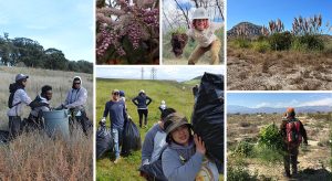 Collaged image of young people pulling invasive plants