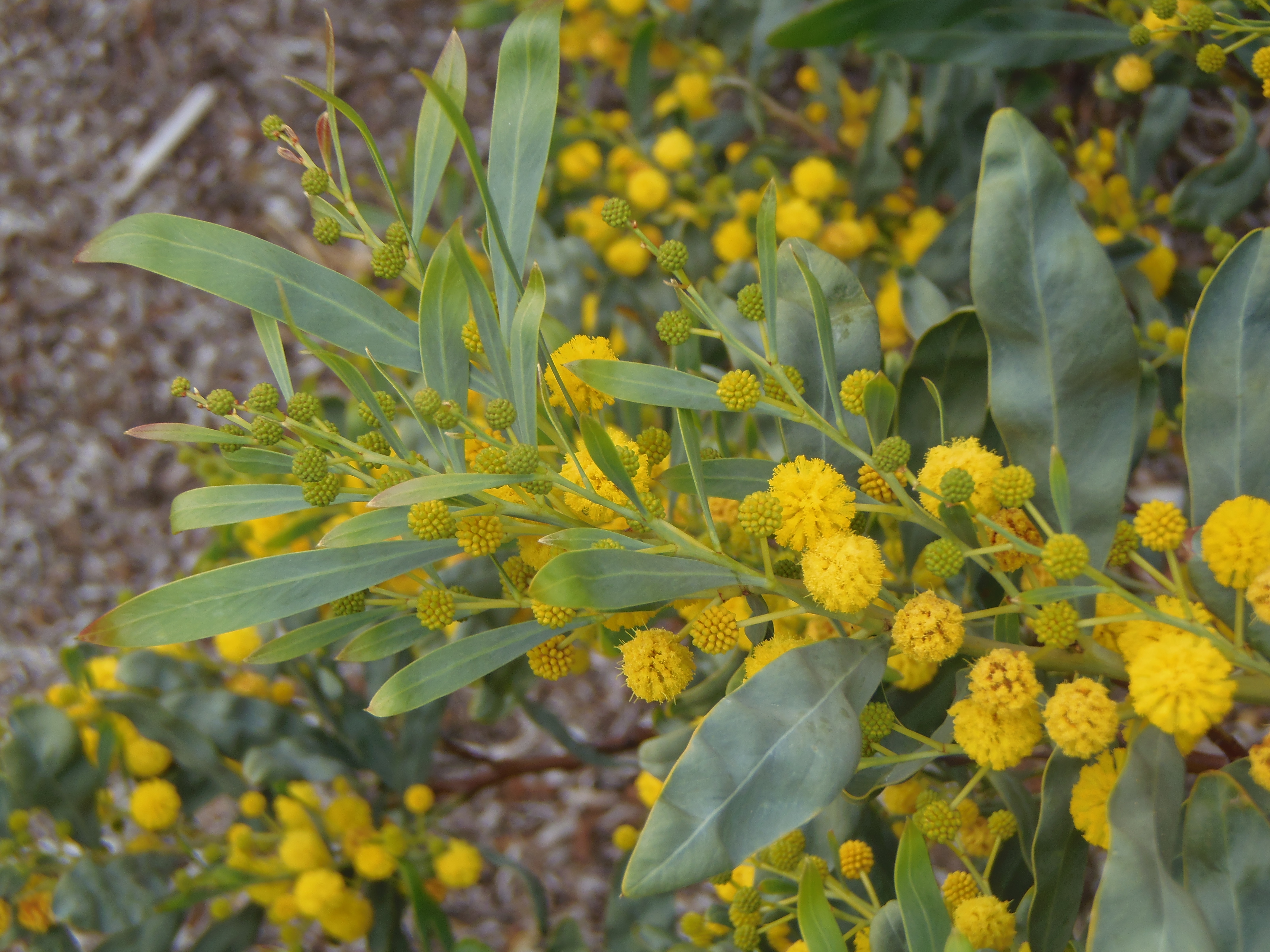 Acacia pycnantha_Ron Vanderhoff