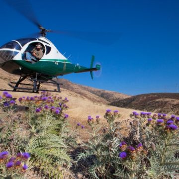 A helicopter flies low over a field of purple thistles