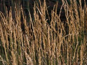 Agrostis stolonifera_ creeping bentgrass_ JM Di Tomaso