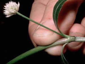 Alternanthera philoxeroides_alligatorweed_JM DiTomaso