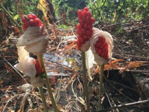 Red berry-like fruit on short green stems