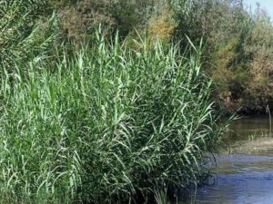 Arundo donax_Giant reed_ JM Di Tomaso