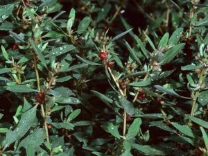 Atriplex semibaccata_Australian saltbush_JM DiTomaso