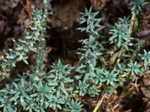 Bassia hyssopifolia_fivehook_JM DiTomaso