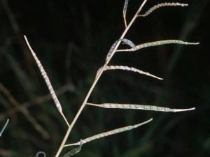 Brassica tournefortii_Saharan mustard_JM DiTomaso