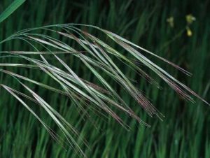 Bromus diandrus_ripgut brome_JM DiTomaso