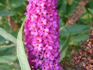 Buddleja davidii_Louis-M. Landry