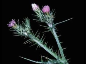 Carduus pycnocephalus_Italian thistle_JM DiTomaso