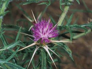 Centaurea calcitrapa_purple starthistle_flowering head_JM DiTomaso