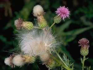 Cirsium arvense_ Canada thistle_JM DiTomaso