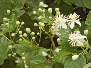 Clematis vitalba_Dr. Amadej Trnkoczy