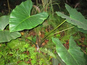 Colocasia esculenta_Moorea Biocode