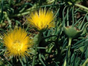 Conicosia pugioniformis_roundleaf iceplant_JM DiTomaso