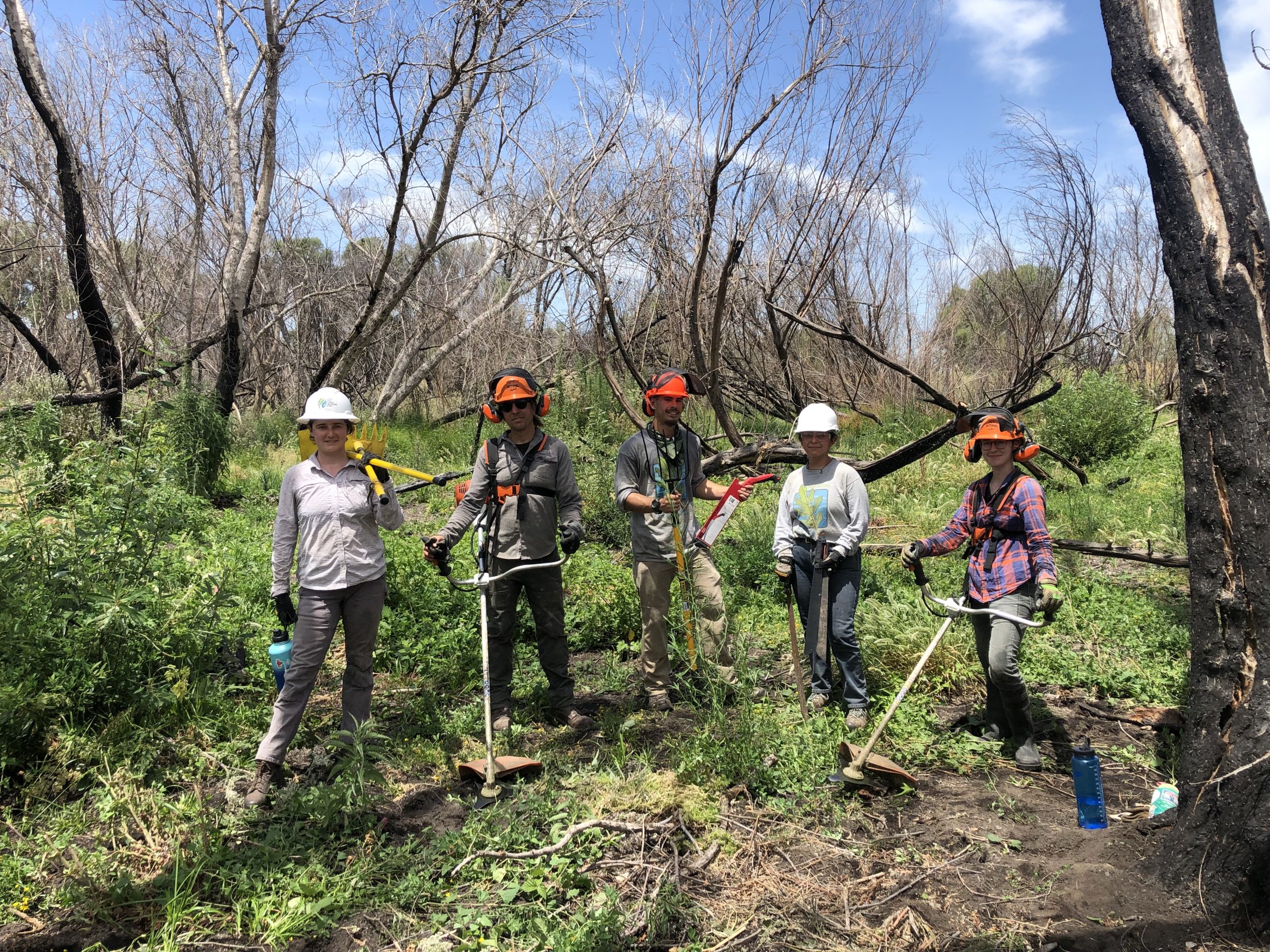 A row of workers in the woods with brush cutters