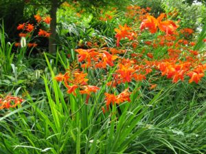 Crocosmia_x_crocosmiflora by Ken Pei