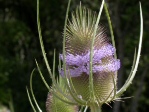 Dipsacus_fullonum_common teasel_Keir Morse_cropped