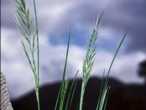 Festuca myuros_rat-tail fescue_JM DiTomaso_cropped