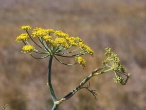 Foeniculum vulgare_ fennel_JM DiTomaso_cropped