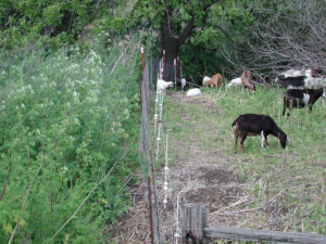 Goats removing invasive plants on Catalina Island. Photo by John Knapp