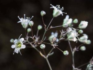 Gypsophila paniculata_C093-02