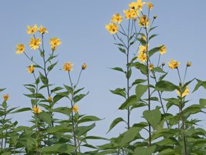 Helianthus tuberosus_Nick Kurzenko