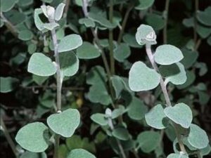 Helichrysum petiolare_licorice plant_JM DiTomaso_cropped