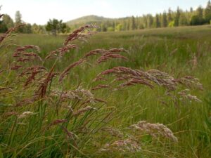 Holcus lanatus_common velvet grass_Barry Breckling_cropped