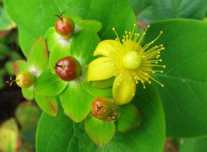 Hypericum androsaemum_Nova Wikimedia