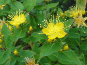 Hypericum grandifolium_Eric Wrubel_NPS