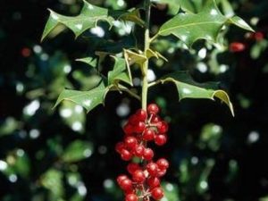 Ilex aquifolium_English Holly_stem with fruit M_JM DiTomaso