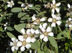 Leptospermum laevigatum_Neal Kramer