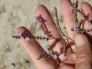 Limonium duriusculum_Ron Vanderhoff