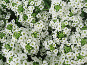 Lobularia maritima_Sweet_alyssum_by Pharoah Hound