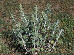 Marrubium vulgare_white horehound_ JM Di Tomaso