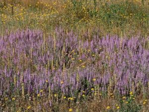 Mentha pulegium_pennyroyal JM Di Tomaso