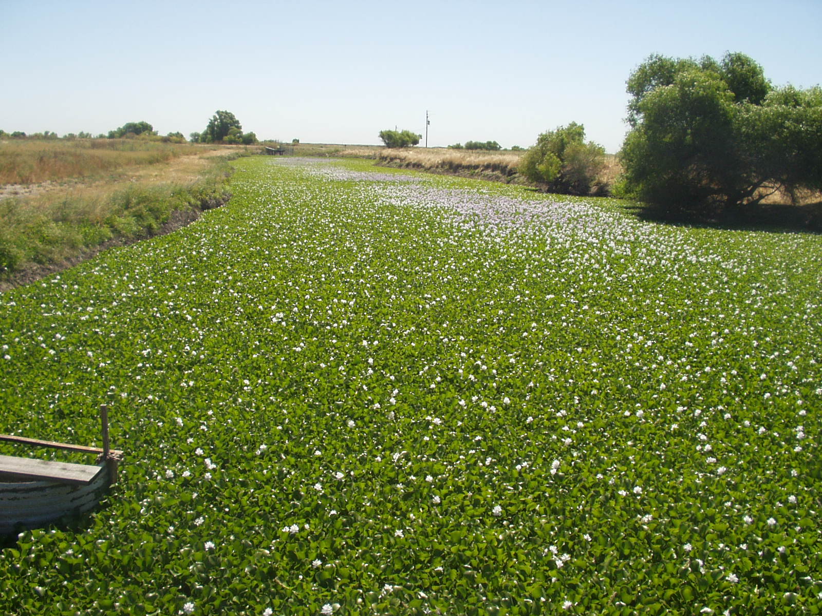 Invasive aquatic plants such as water hyacinth (Eichornia crassipes) clog waterways.