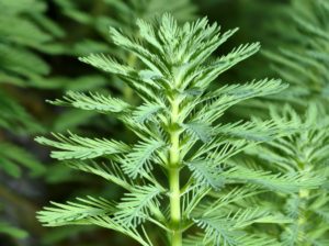 Myriophyllum_aquaticum_By André Karwath