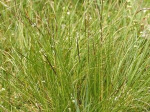 Nardus stricta_matgrass_James Lindsey_cropped