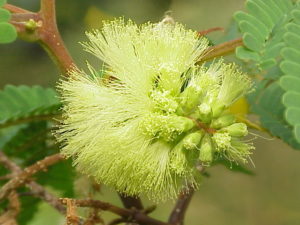 Paraserianthes lopantha_Kurt Stuber Wikimedia