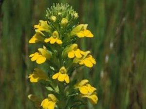 Parentucellia viscosa_Yellow glandweed_ JM Di Tomaso