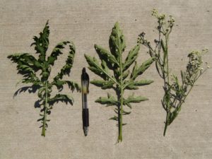 Parthenium hysterophorus_Ron Vanderhoff