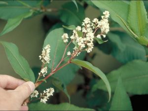 Persicaria wallichii_Dean Kelch_CDFA