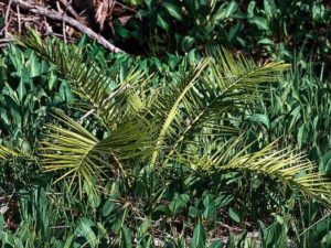 Phoenix canariensis_young canary island date palm_JM DiTomaso