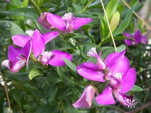 Polygala myrtifolia_Luigi Rignanese