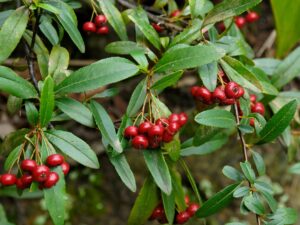 Pyracantha crenulata_Nepalese firethorn_Tony Rodd_cropped