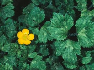 Ranunculus repens_creeping buttercup_ JM Di Tomaso