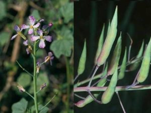 Raphanus sativus_radish flower_fruit_JM DiTomaso