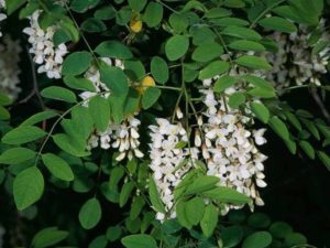 Robinia pseudoacacia_Black locust_JM DiTomaso