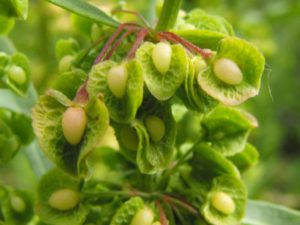 Rumex crispus